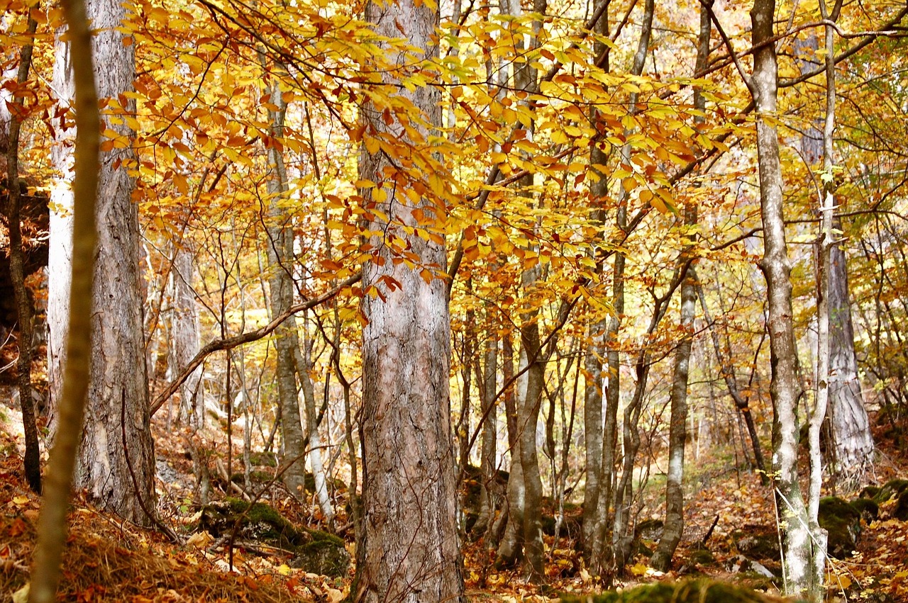 Foresta Umbra nel Gargano in autunno, alberi dai colori caldi e foglie che cadono.
